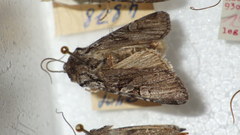 Lasionycta proxima