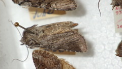 Lasionycta proxima