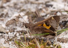 Trapezites phigalioides