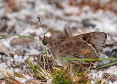 Trapezites phigalioides