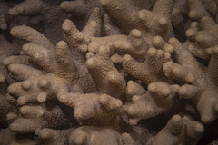 Cladiella