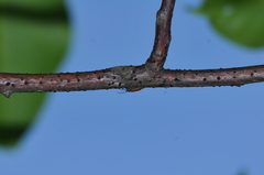 Anaesthetis testacea