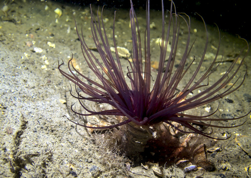 Sea Anemone (Cup Coral)