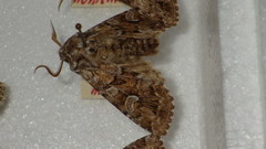 Pachetra sagittigera