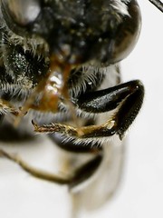 Megachile rotundata