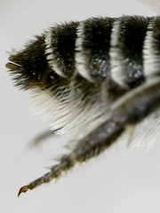 Megachile rotundata