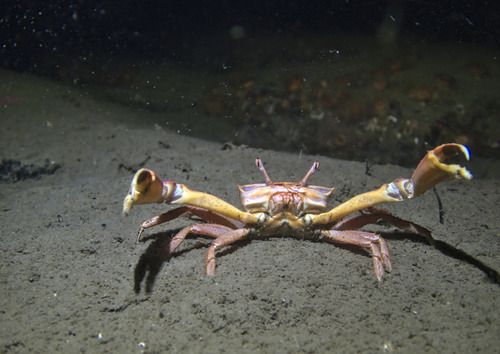 Angular Crab, Uddevalla V, Sweden, photo 9 of 10