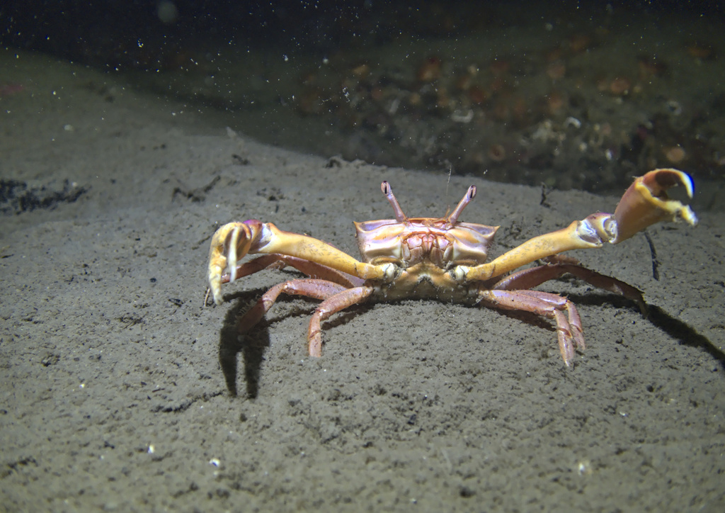 Angular Crab, photo 1 of 10