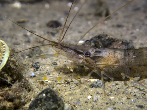 Representative image of Palaemon adspersus