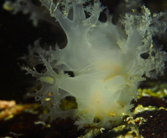 Dendronotus lacteus