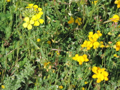 Erysimum maremmanum