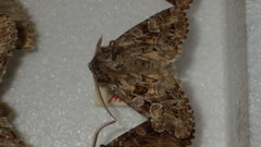 Pachetra sagittigera