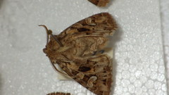 Pachetra sagittigera