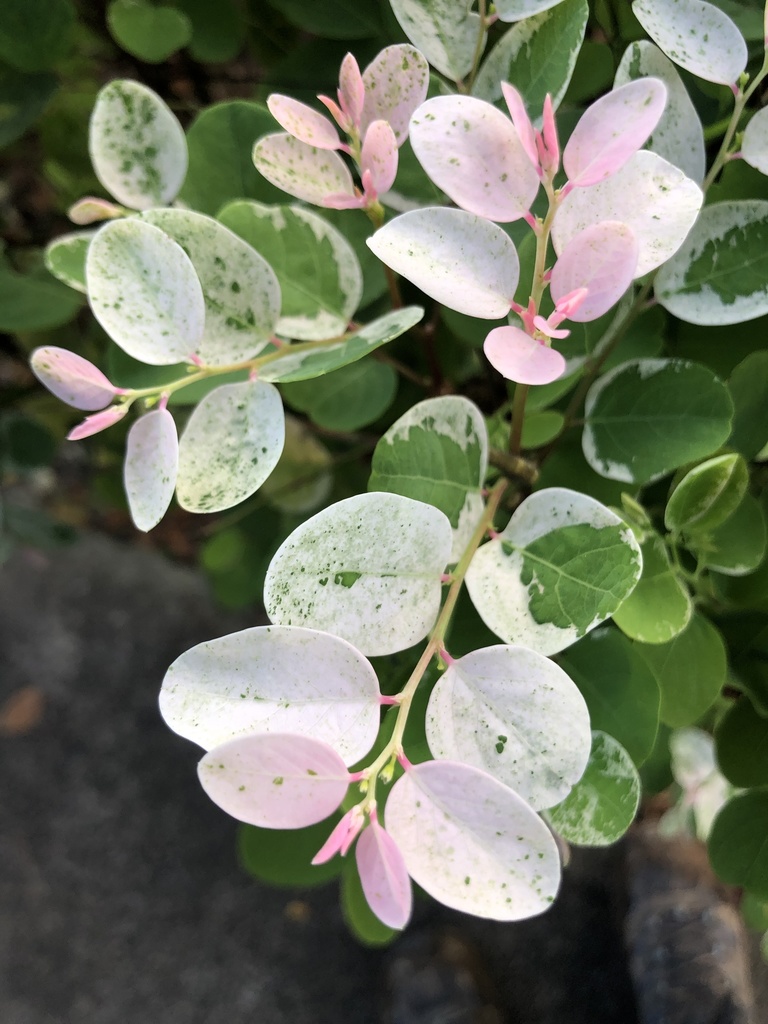 Breynia disticha — an easy houseplant, prefers full sun light