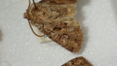 Pachetra sagittigera