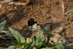 Heterusia