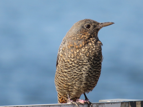 Blue Rock-Thrush (philippensis)