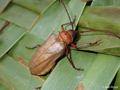 Agrianome fairmairei