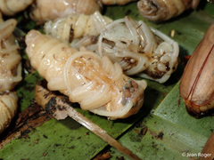 Agrianome fairmairei