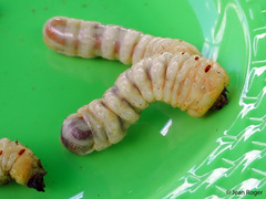 Agrianome fairmairei