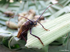 Agrianome fairmairei