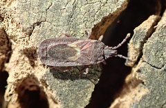 Mezirinae