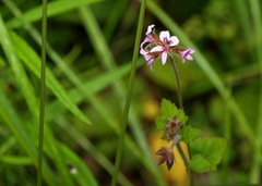 Pelargonium inodorum
