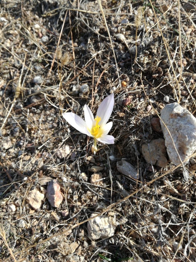 Crocus mazziaricus; photograph Fabrizio Benedetti, CC BY, iNaturalist via GBIF