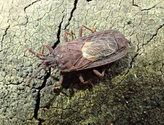 Mezirinae