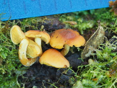 Pholiota malicola