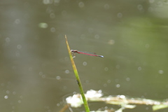 Oxyagrion simile