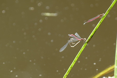 Oxyagrion simile