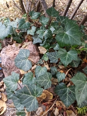 Hedera helix
