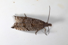 Ancylis unguicella