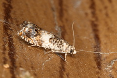 Epinotia subocellana