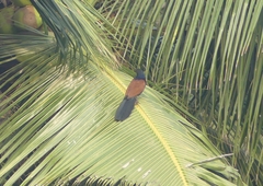 Centropus sinensis parroti