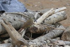 Xiphocolaptes albicollis