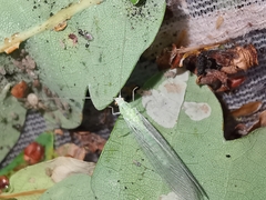 Pseudomallada prasinus