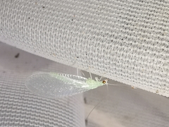 Pseudomallada prasinus