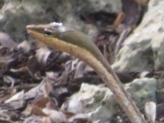 Thelotornis usambaricus