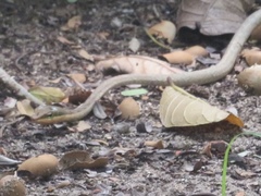 Thelotornis usambaricus