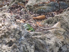 Thelotornis usambaricus