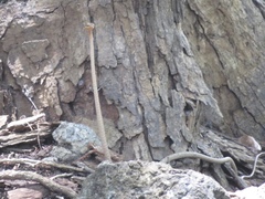 Thelotornis usambaricus