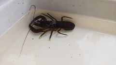 Astacopsis