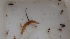 Athericidae