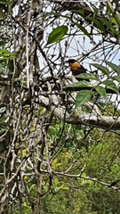 Telophorus olivaceus