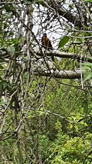 Telophorus olivaceus