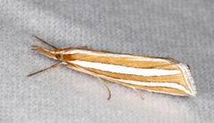 Hednota bivittella