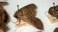 Polia bombycina