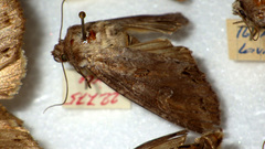 Polia bombycina